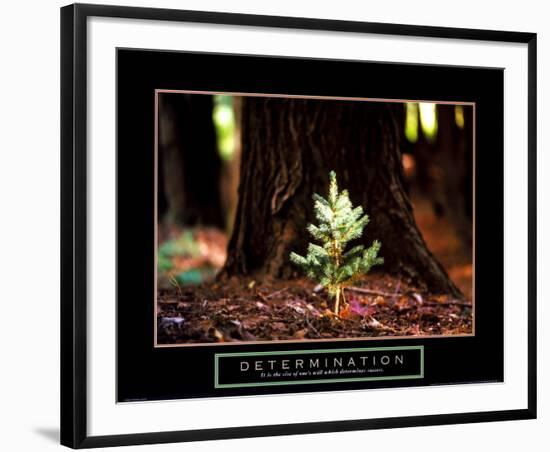 Determination: Little Pine-null-Framed Art Print