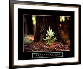 Determination: Little Pine-null-Framed Art Print