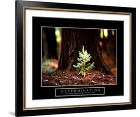 Determination: Little Pine-null-Framed Art Print