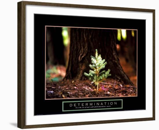 Determination: Little Pine-null-Framed Art Print