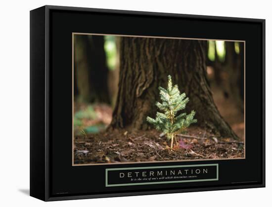 Determination - Little Pine-Unknown Unknown-Framed Stretched Canvas