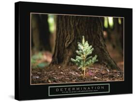 Determination - Little Pine-Unknown Unknown-Stretched Canvas