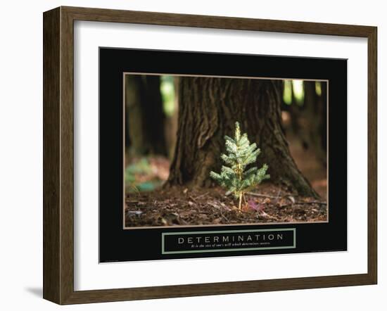 Determination - Little Pine-Unknown Unknown-Framed Photo