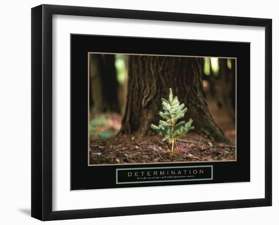 Determination - Little Pine-Unknown Unknown-Framed Photo