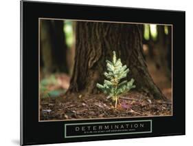 Determination - Little Pine-Unknown Unknown-Mounted Photo