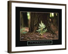 Determination - Little Pine-Unknown Unknown-Framed Photo