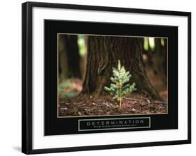 Determination - Little Pine-Unknown Unknown-Framed Photo