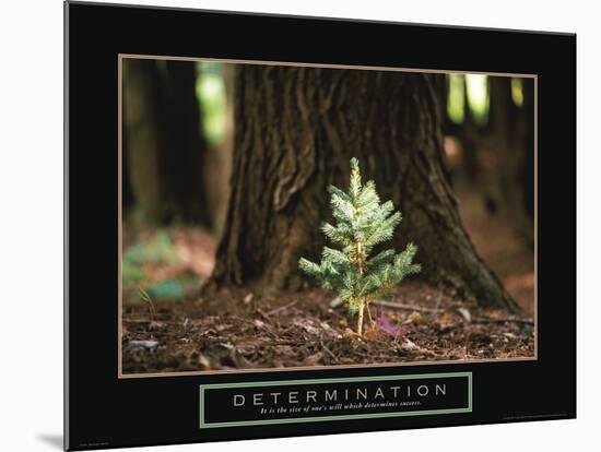 Determination - Little Pine-Unknown Unknown-Mounted Photo