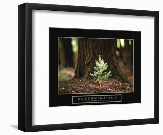 Determination - Little Pine-Unknown Unknown-Framed Photo