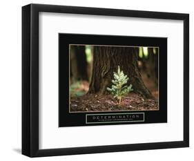 Determination - Little Pine-Unknown Unknown-Framed Photo