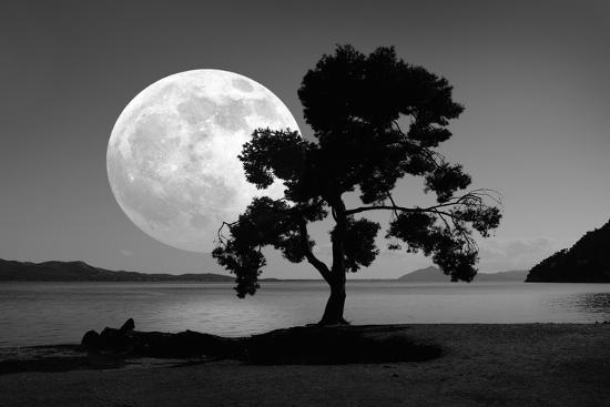 Photographic Print, , large