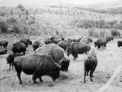 Buffalo & Bison (Vintage Photography) Posters & Wall Art Prints
