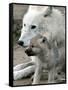 DEU BB Zoo Wolf-Fritz Reiss-Framed Stretched Canvas