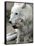 DEU BB Zoo Wolf-Fritz Reiss-Framed Stretched Canvas