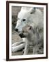 DEU BB Zoo Wolf-Fritz Reiss-Framed Premium Photographic Print