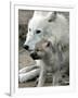 DEU BB Zoo Wolf-Fritz Reiss-Framed Premium Photographic Print