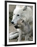 DEU BB Zoo Wolf-Fritz Reiss-Framed Premium Photographic Print