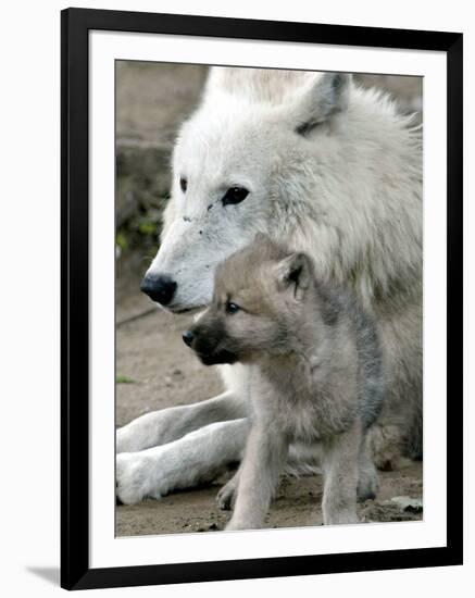 DEU BB Zoo Wolf-Fritz Reiss-Framed Premium Photographic Print