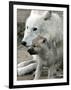 DEU BB Zoo Wolf-Fritz Reiss-Framed Premium Photographic Print
