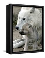 DEU BB Zoo Wolf-Fritz Reiss-Framed Stretched Canvas