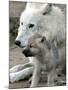 DEU BB Zoo Wolf-Fritz Reiss-Mounted Photographic Print