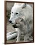 DEU BB Zoo Wolf-Fritz Reiss-Framed Photographic Print