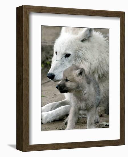 DEU BB Zoo Wolf-Fritz Reiss-Framed Photographic Print