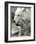 DEU BB Zoo Wolf-Fritz Reiss-Framed Photographic Print