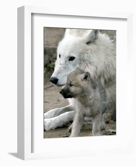 DEU BB Zoo Wolf-Fritz Reiss-Framed Photographic Print