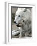 DEU BB Zoo Wolf-Fritz Reiss-Framed Photographic Print