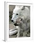 DEU BB Zoo Wolf-Fritz Reiss-Framed Photographic Print