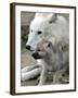 DEU BB Zoo Wolf-Fritz Reiss-Framed Photographic Print