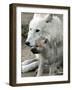 DEU BB Zoo Wolf-Fritz Reiss-Framed Photographic Print