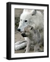 DEU BB Zoo Wolf-Fritz Reiss-Framed Photographic Print