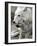 DEU BB Zoo Wolf-Fritz Reiss-Framed Photographic Print