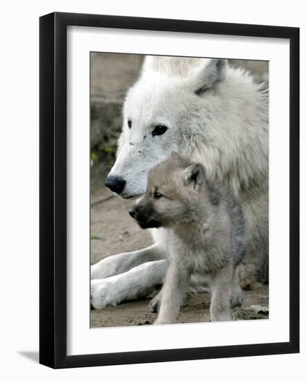 DEU BB Zoo Wolf-Fritz Reiss-Framed Photographic Print