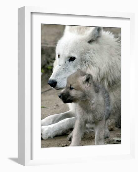 DEU BB Zoo Wolf-Fritz Reiss-Framed Photographic Print