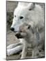DEU BB Zoo Wolf-Fritz Reiss-Mounted Photographic Print