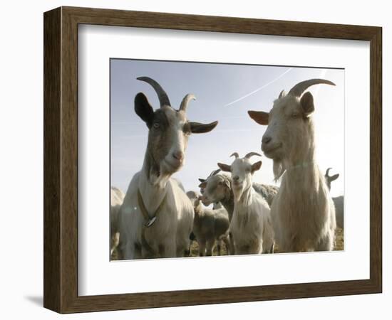 DEU BW Wetter Hirtenhund-Winfried Rothermel-Framed Photographic Print