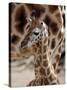 DEU Giraffenbaby-Kai-uwe Knoth-Stretched Canvas