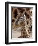 DEU Giraffenbaby-Kai-uwe Knoth-Framed Premium Photographic Print