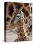 DEU Giraffenbaby-Kai-uwe Knoth-Stretched Canvas