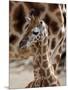 DEU Giraffenbaby-Kai-uwe Knoth-Mounted Photographic Print