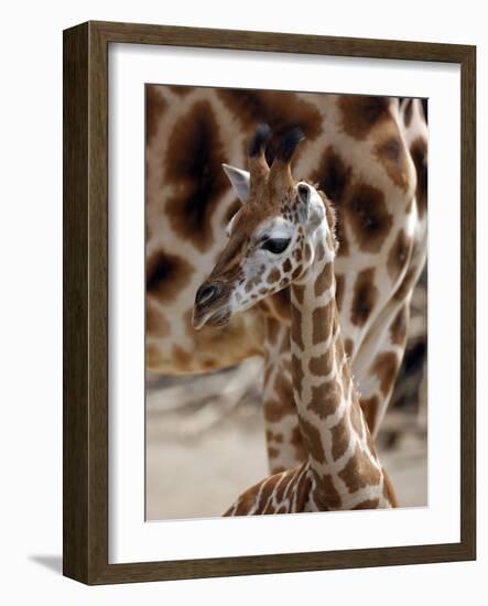 DEU Giraffenbaby-Kai-uwe Knoth-Framed Photographic Print