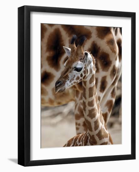 DEU Giraffenbaby-Kai-uwe Knoth-Framed Photographic Print