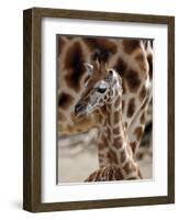 DEU Giraffenbaby-Kai-uwe Knoth-Framed Photographic Print