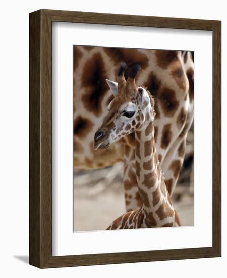 DEU Giraffenbaby-Kai-uwe Knoth-Framed Photographic Print