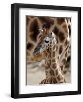 DEU Giraffenbaby-Kai-uwe Knoth-Framed Photographic Print