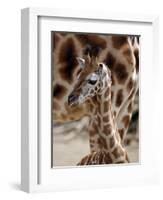 DEU Giraffenbaby-Kai-uwe Knoth-Framed Photographic Print