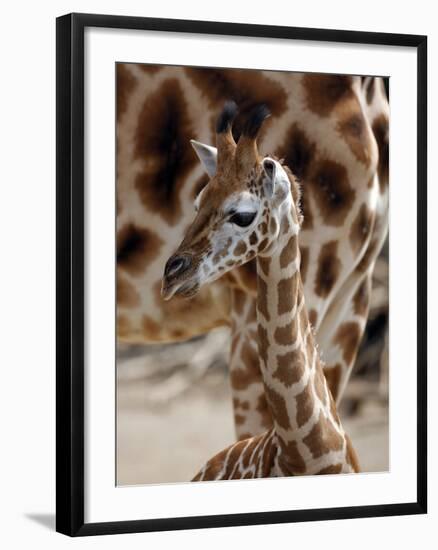 DEU Giraffenbaby-Kai-uwe Knoth-Framed Photographic Print